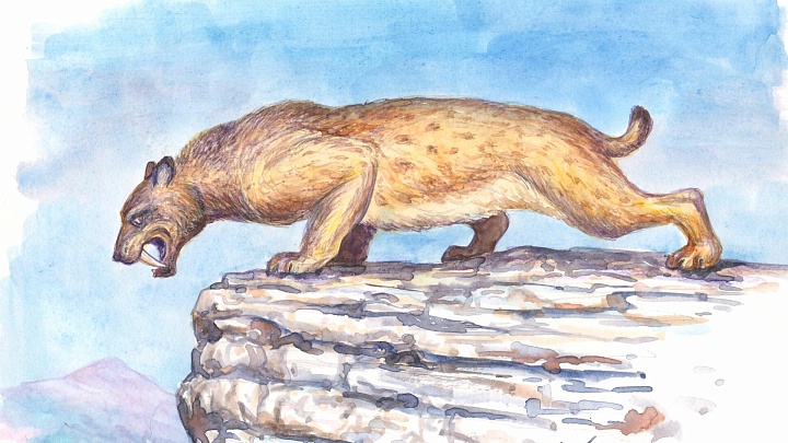 Палеонтологи выяснили, что в Сибири обитали саблезубые кошки